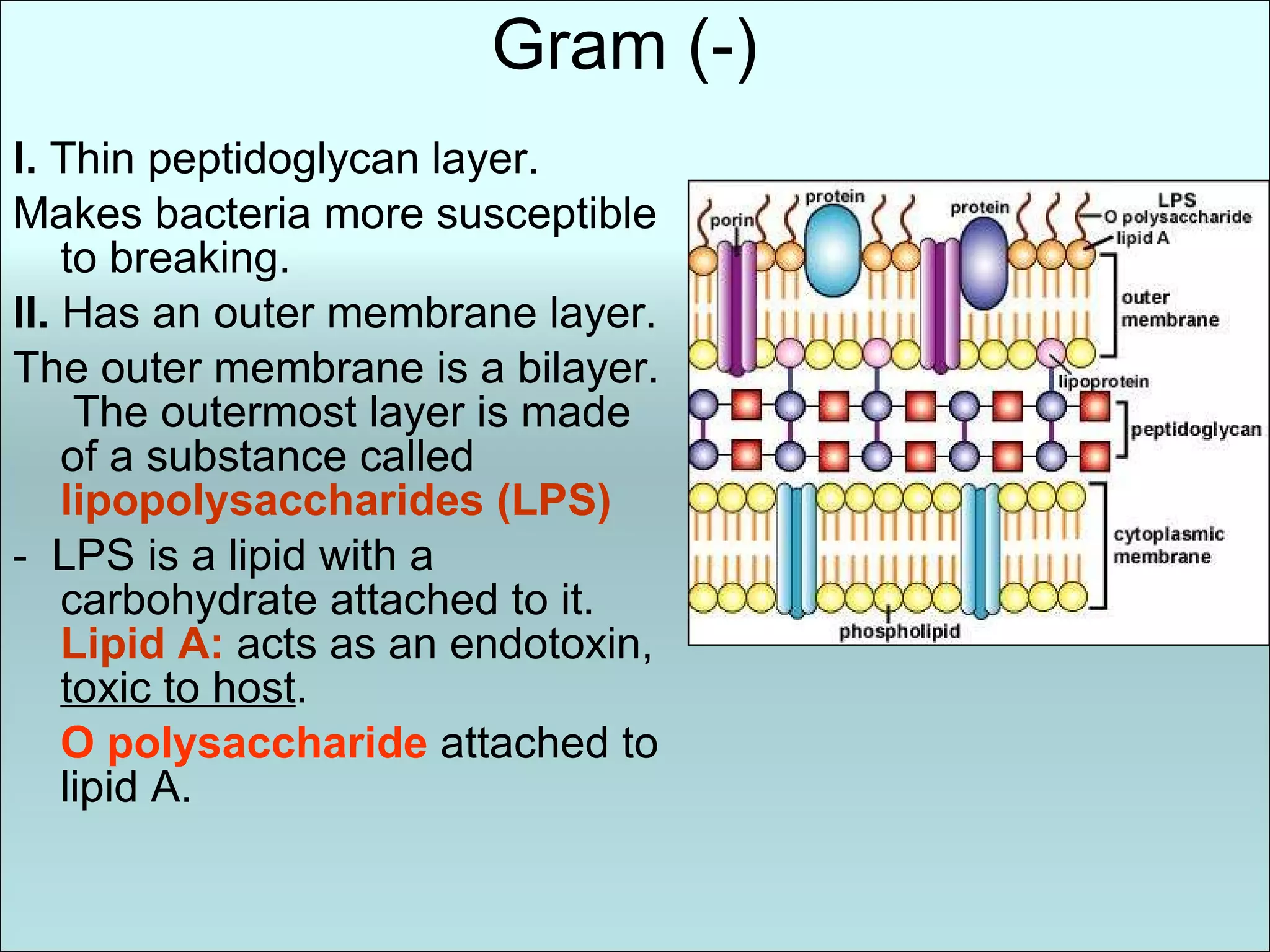 Gram (-) I.  Thin peptidoglycan layer. Makes bacteria more susceptible to breaking. II.  Has an outer membrane layer. The outer membrane is a bilayer.  The outermost layer is made of a substance called  lipopolysaccharides (LPS) -  LPS is a lipid with a carbohydrate attached to it.  Lipid A:  acts as an endotoxin,  toxic to host . O polysaccharide  attached to lipid A. 
