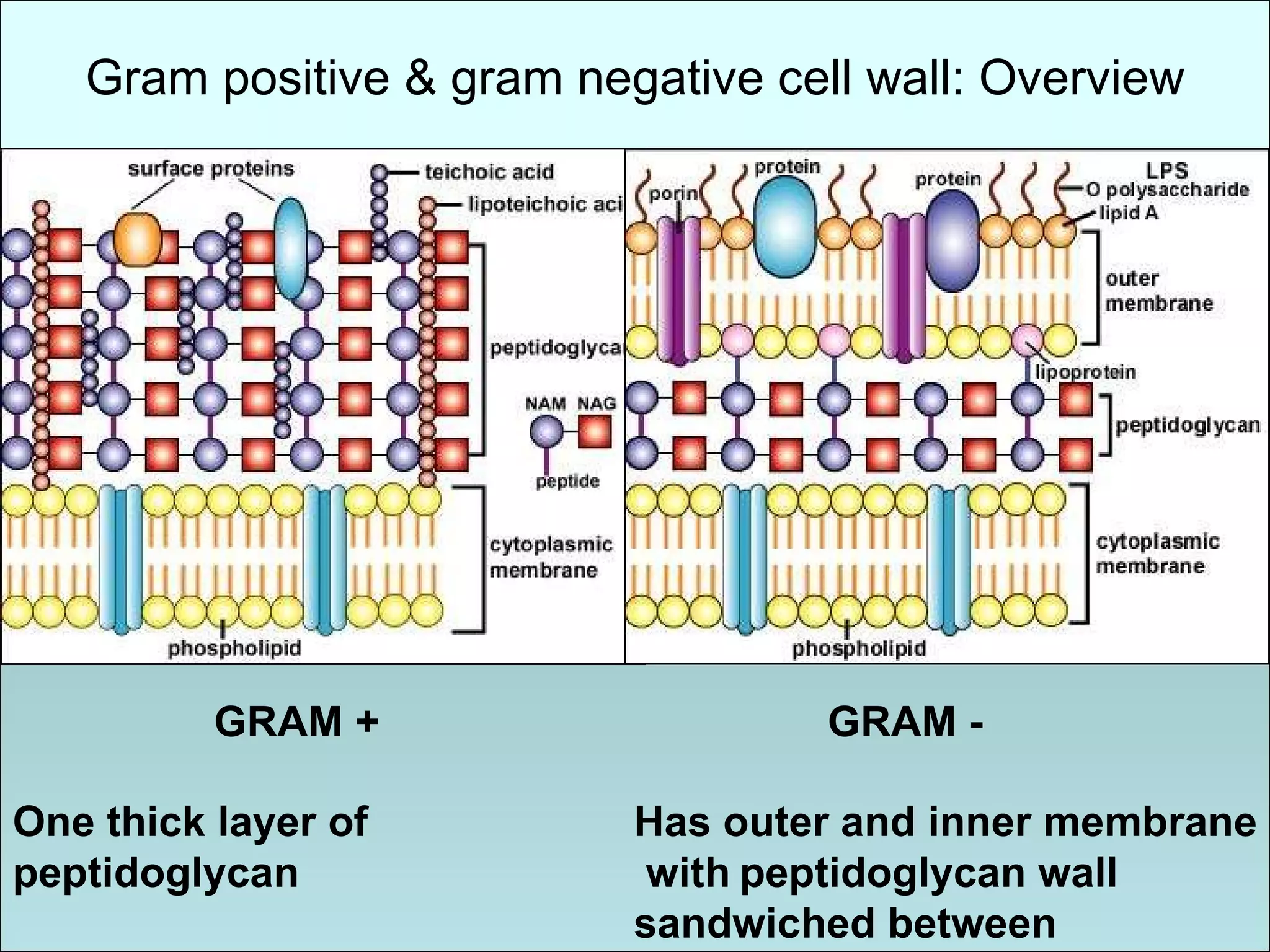 Gram positive & gram negative cell wall: Overview One thick layer of   peptidoglycan Has outer and inner membrane with   peptidoglycan wall  sandwiched between GRAM + GRAM - 