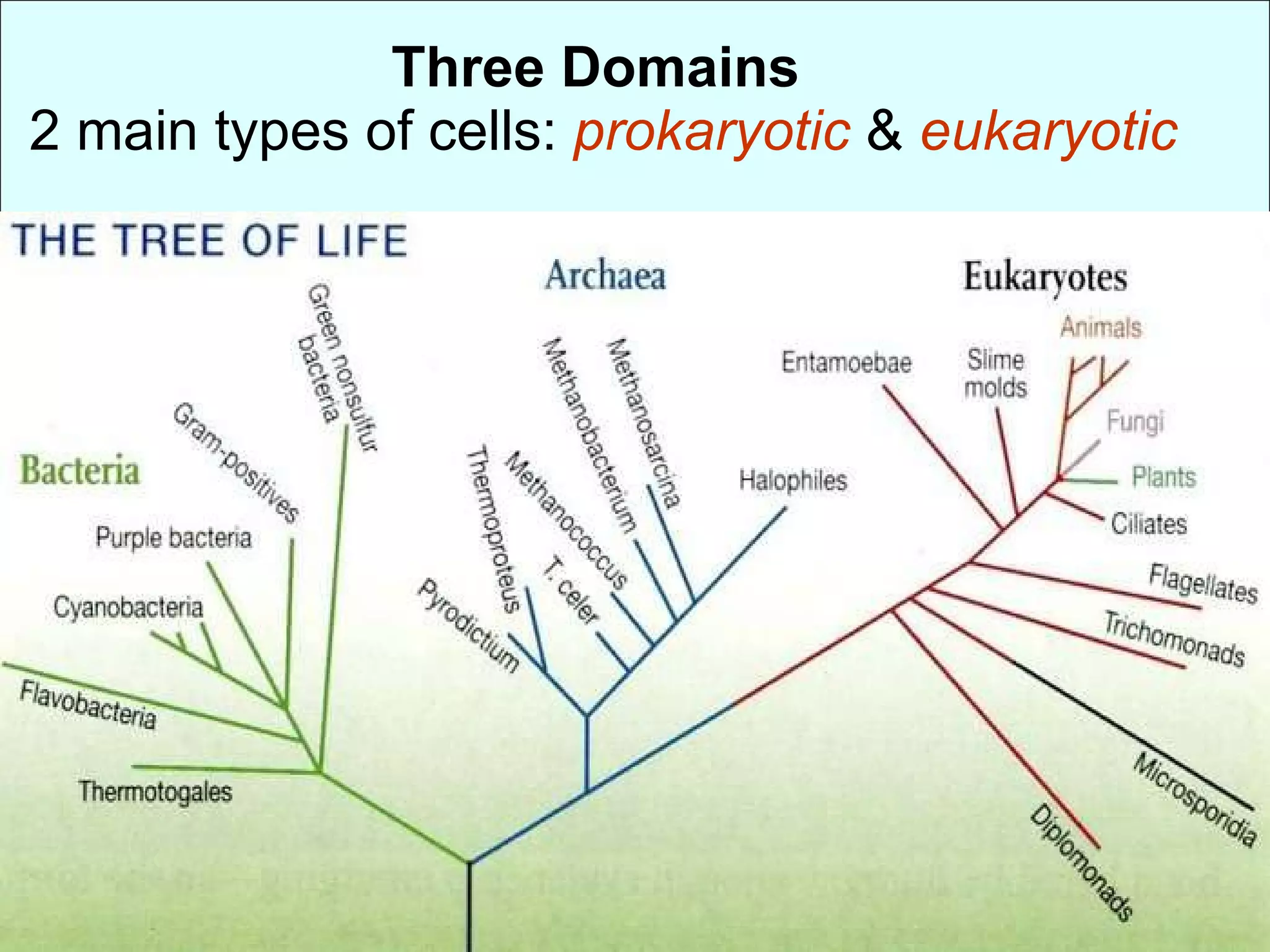 Three Domains  2 main types of cells:  prokaryotic   &  eukaryotic 