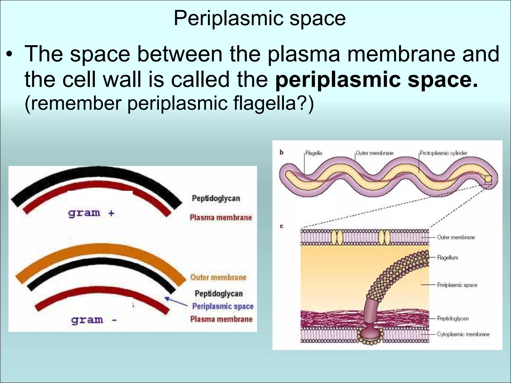 Periplasmic space The space between the plasma membrane and the cell wall is called the  periplasmic space.  (remember periplasmic flagella?) 