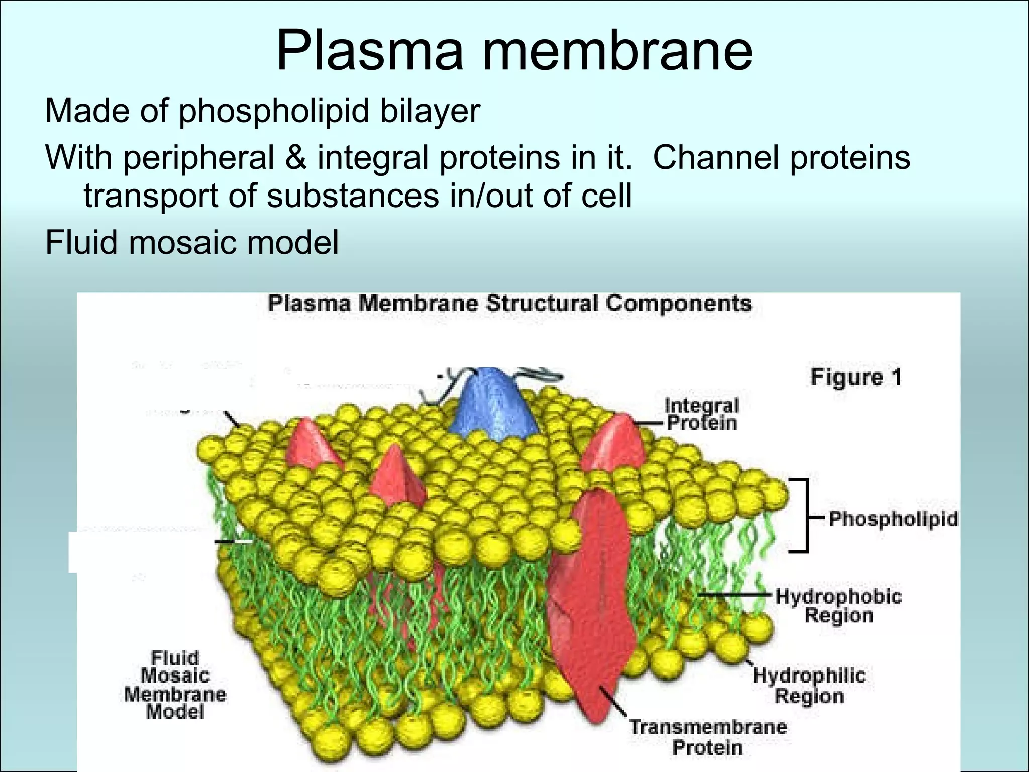 Plasma membrane Made of phospholipid bilayer With peripheral & integral proteins in it.  Channel proteins  transport of substances in/out of cell Fluid mosaic model 