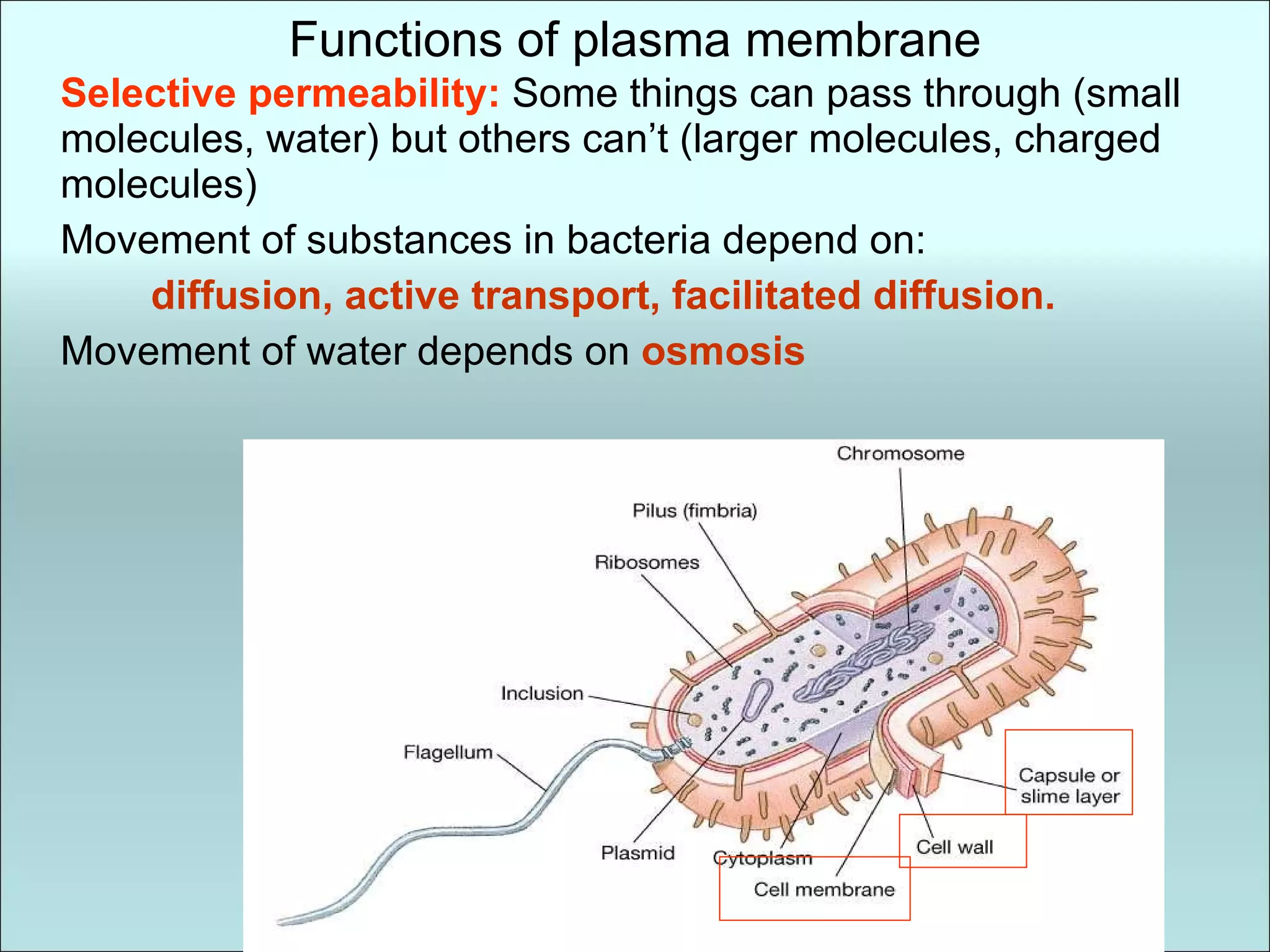 Functions of plasma membrane Selective permeability:  Some things can pass through (small molecules, water) but others can’t (larger molecules, charged molecules) Movement of substances in bacteria depend on:   diffusion, active transport, facilitated diffusion. Movement of water depends on   osmosis 