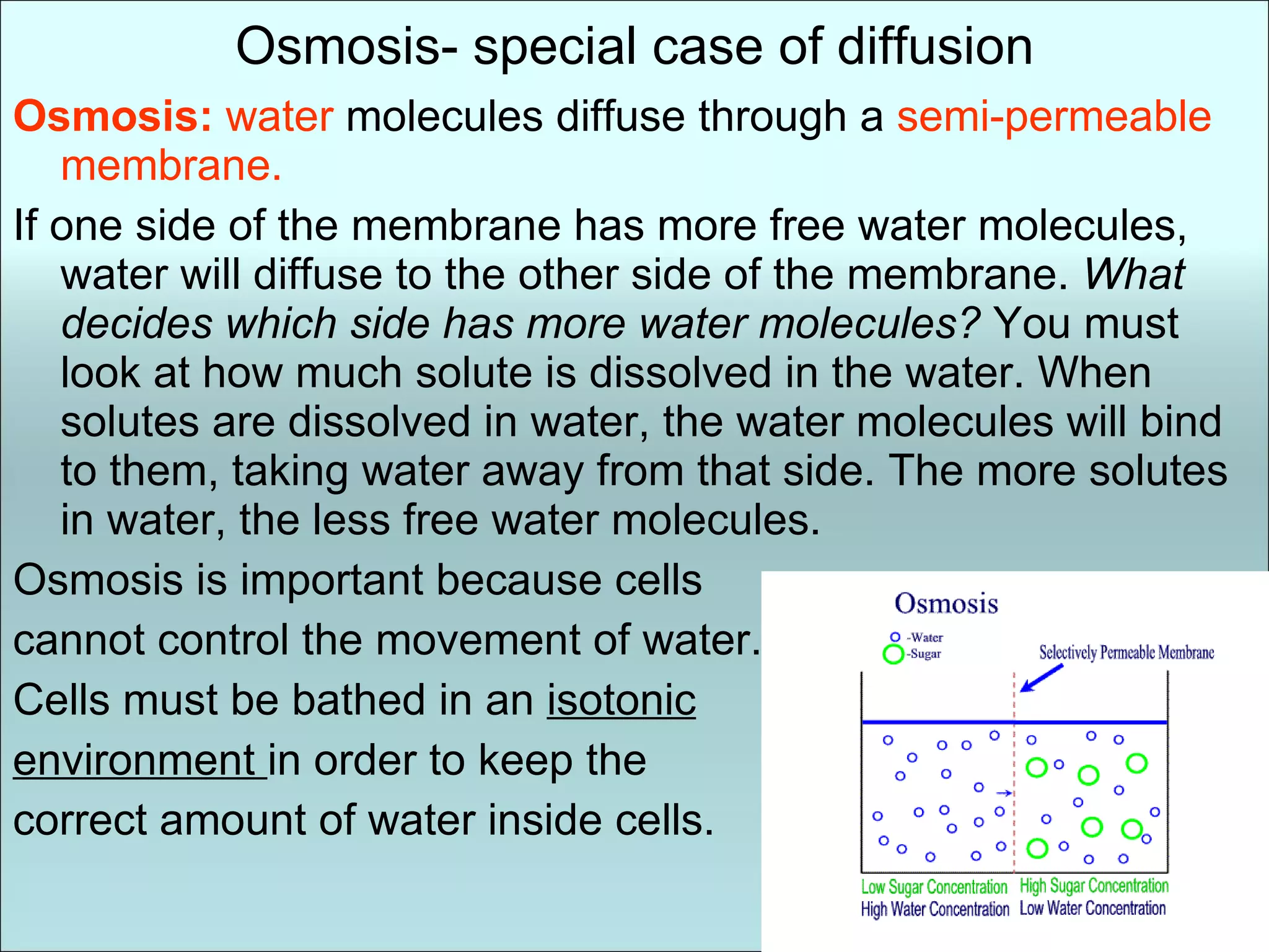 Osmosis- special case of diffusion Osmosis:   water  molecules diffuse through a  semi-permeable membrane. If one side of the membrane has more free water molecules, water will diffuse to the other side of the membrane.  What decides which side has more water molecules?  You must look at how much solute is dissolved in the water. When solutes are dissolved in water, the water molecules will bind to them, taking water away from that side. The more solutes in water, the less free water molecules. Osmosis is important because cells cannot control the movement of water. Cells must be bathed in an  isotonic environment  in order to keep the  correct amount of water inside cells. 
