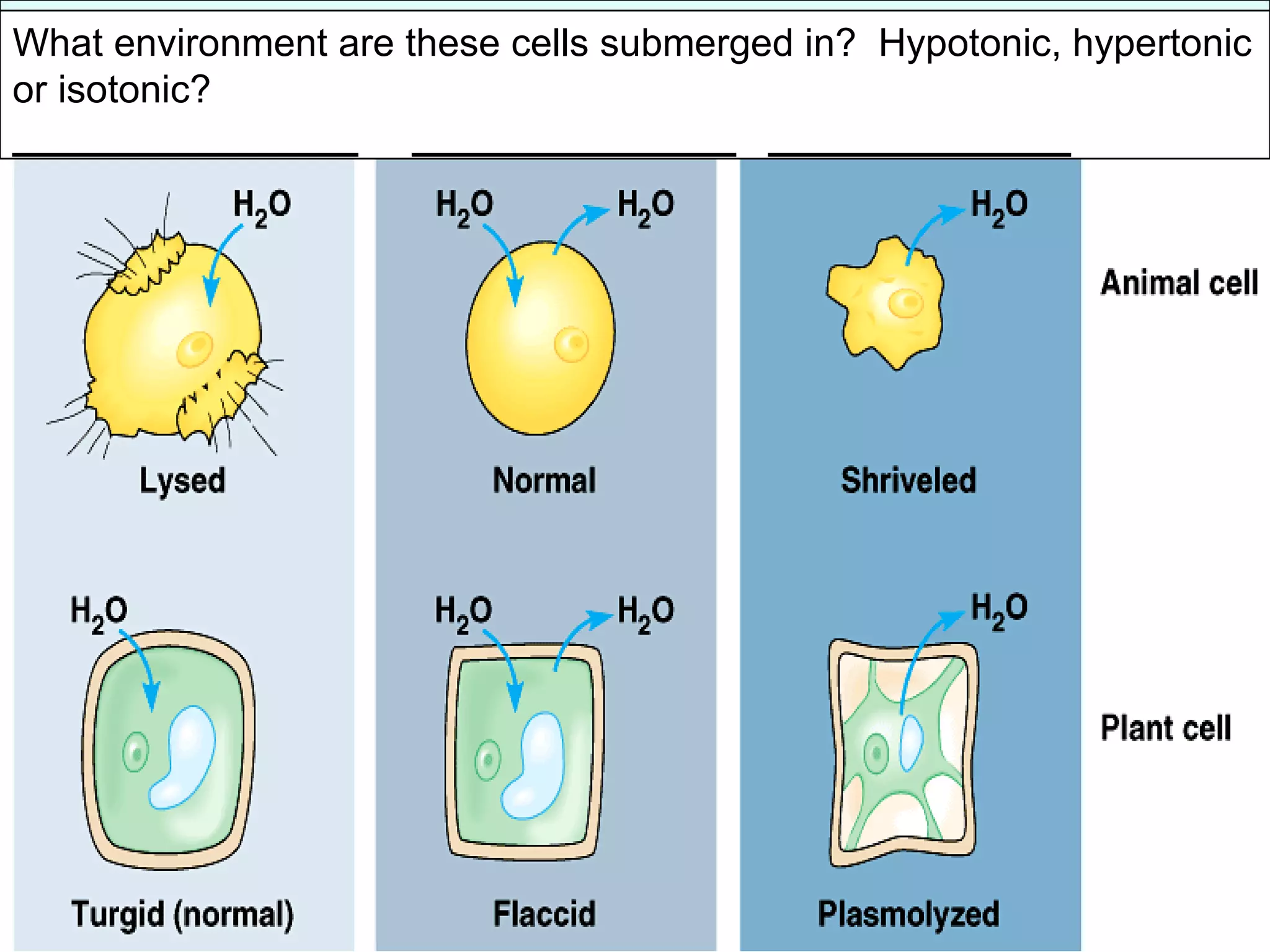 What environment are these cells submerged in?  Hypotonic, hypertonic or isotonic? ________________  _______________  ______________ 