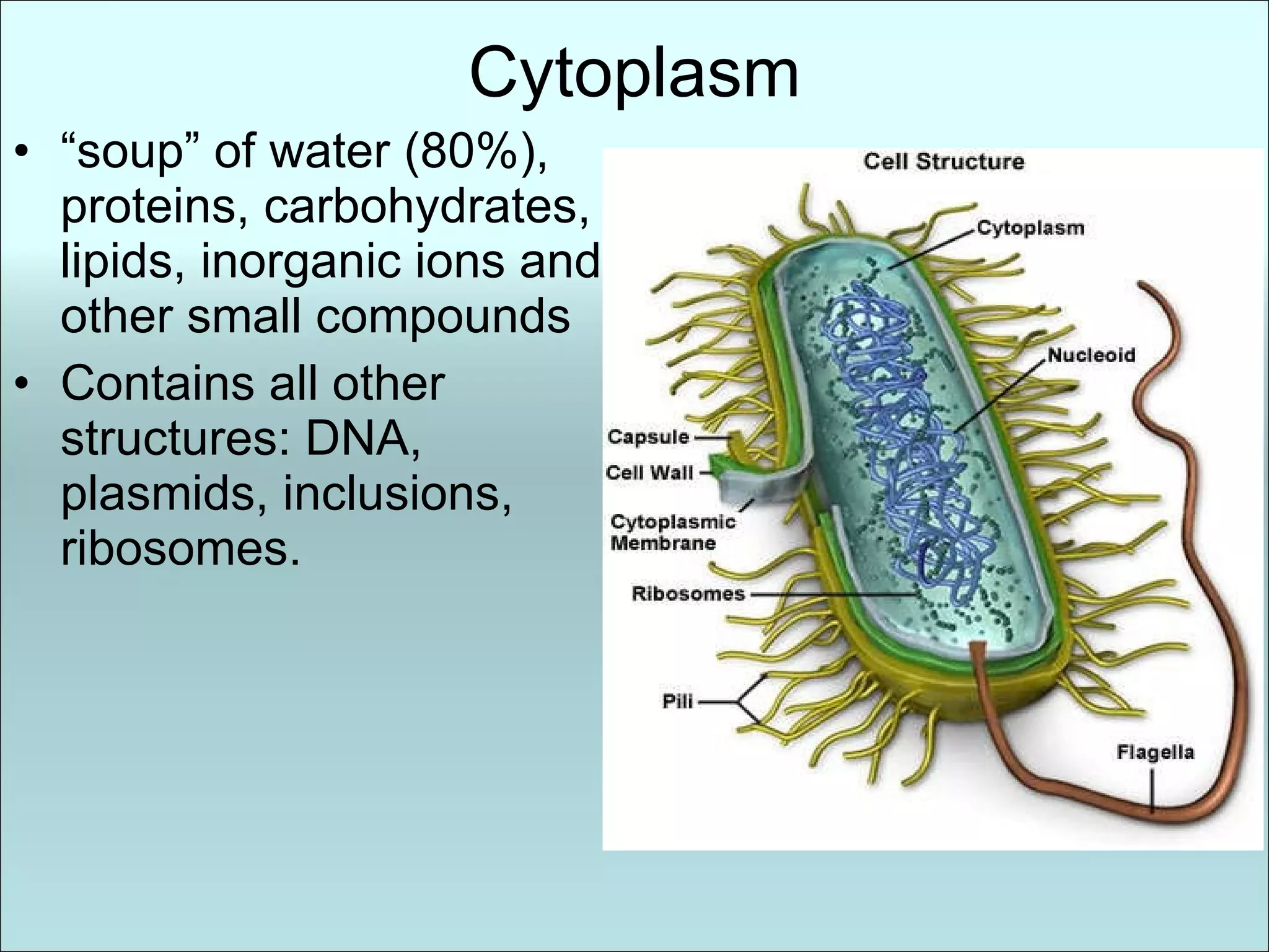 Cytoplasm “ soup” of water (80%), proteins, carbohydrates, lipids, inorganic ions and other small compounds Contains all other structures: DNA, plasmids, inclusions, ribosomes. 