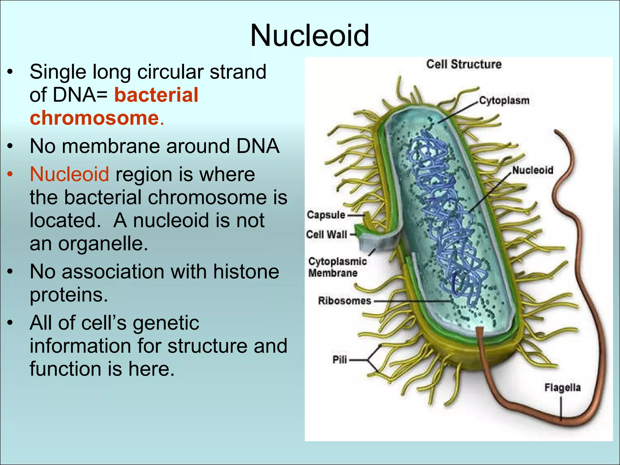 Nucleoid Single long circular strand of DNA=   bacterial chromosome . No membrane around DNA Nucleoid  region is where the bacterial chromosome is located.  A nucleoid is not an organelle. No association with histone proteins. All of cell’s genetic information for structure and function is here. 