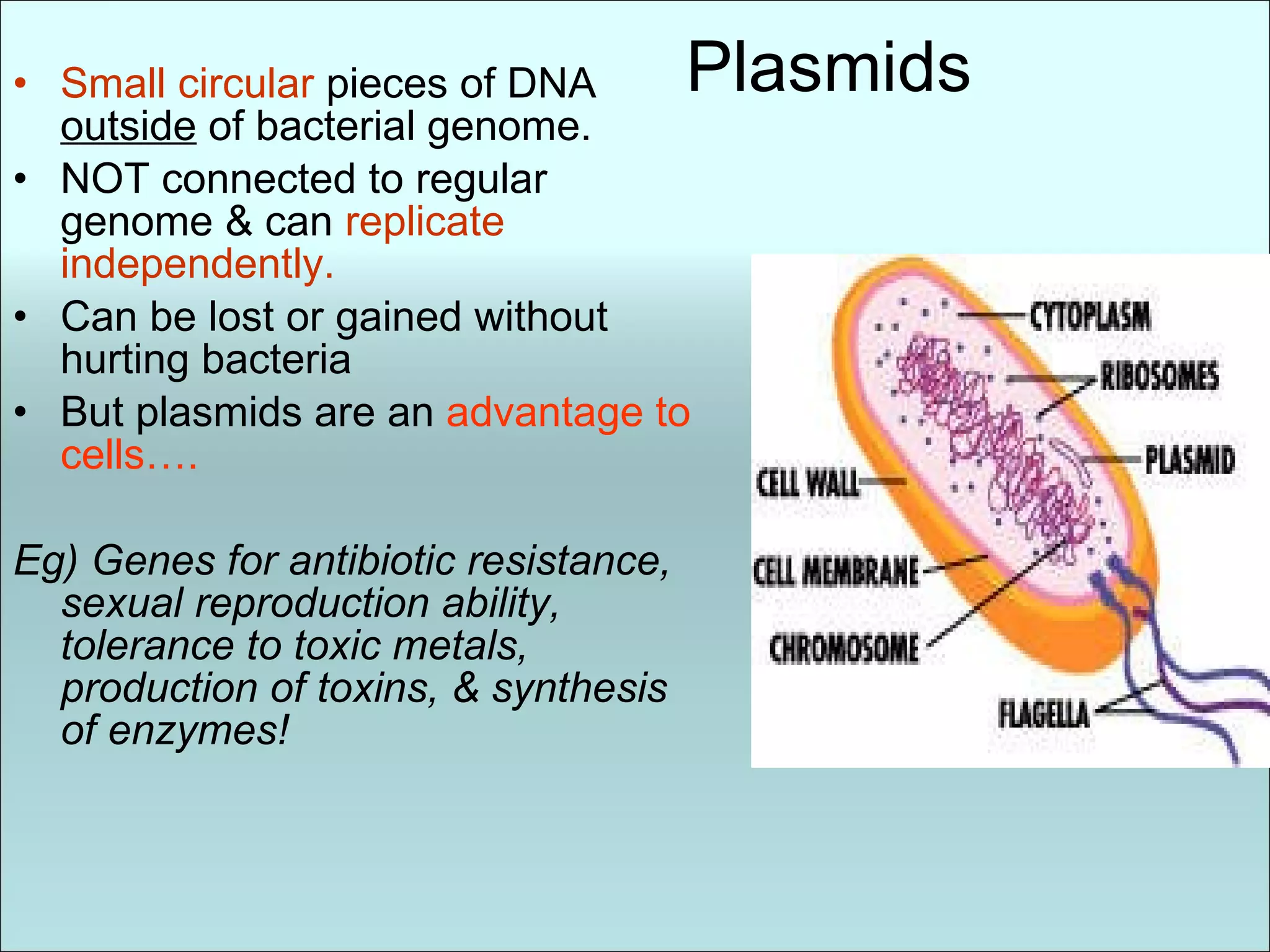Plasmids Small circular  pieces of DNA  outside  of bacterial genome. NOT connected to regular genome & can  replicate independently. Can be lost or gained without hurting bacteria But plasmids are an  advantage to cells…. Eg) Genes for antibiotic resistance, sexual reproduction ability, tolerance to toxic metals, production of toxins, & synthesis of enzymes!  