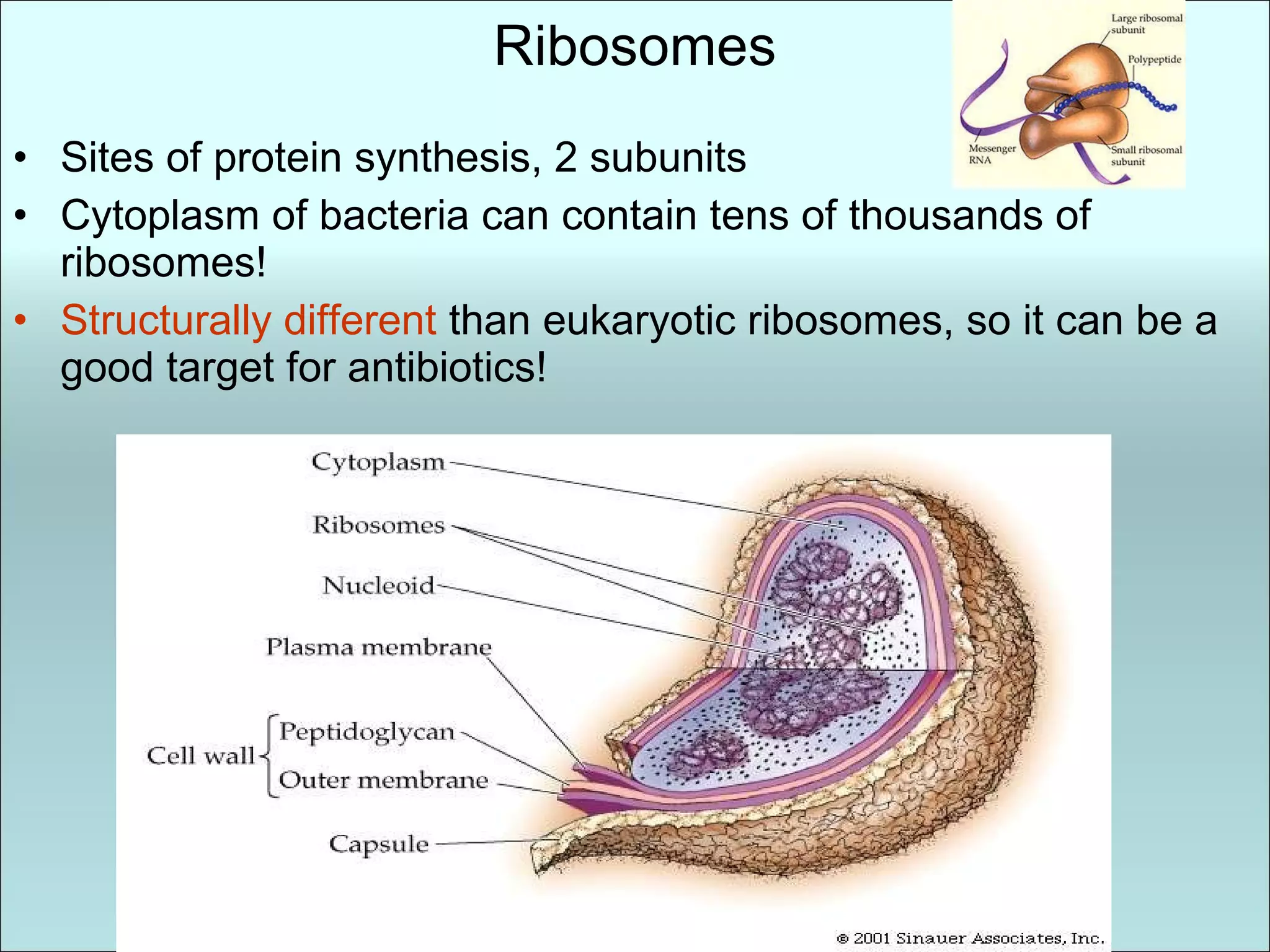 Ribosomes Sites of protein synthesis, 2 subunits Cytoplasm of bacteria can contain tens of thousands of ribosomes! Structurally different  than eukaryotic ribosomes, so it can be a good target for antibiotics! 