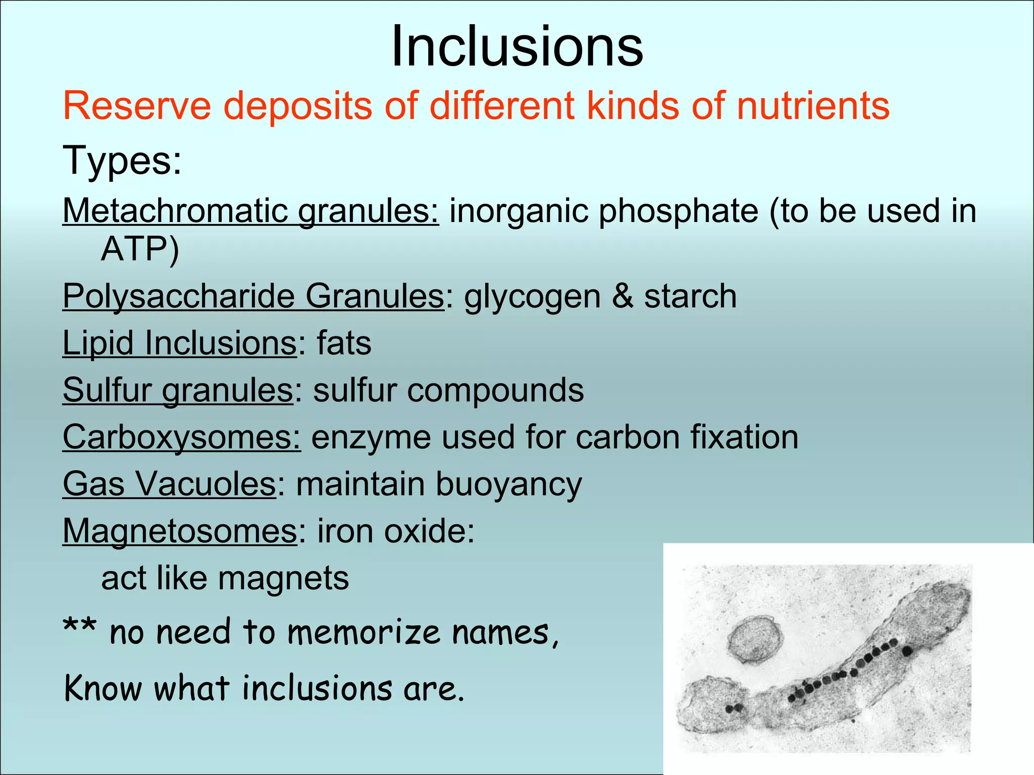 Inclusions Reserve deposits of different kinds of nutrients Types: Metachromatic granules:  inorganic phosphate (to be used in ATP) Polysaccharide Granules : glycogen & starch Lipid Inclusions : fats Sulfur granules : sulfur compounds Carboxysomes:  enzyme used for carbon fixation Gas Vacuoles : maintain buoyancy Magnetosomes : iron oxide:  act like magnets ** no need to memorize names, Know what inclusions are. 