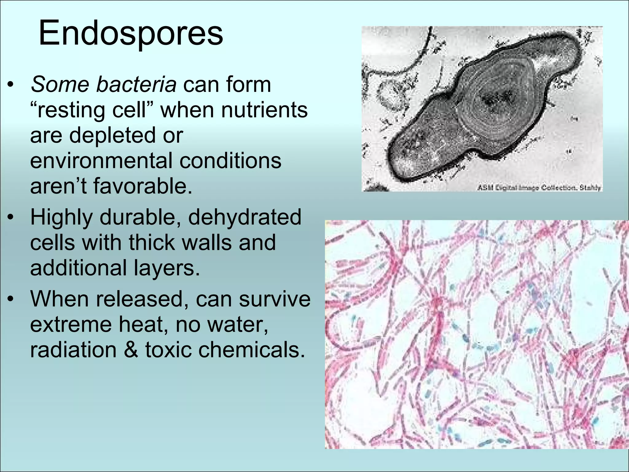 Endospores Some bacteria  can form “resting cell” when nutrients are depleted or environmental conditions aren’t favorable. Highly durable, dehydrated cells with thick walls and additional layers.  When released, can survive extreme heat, no water, radiation & toxic chemicals. 