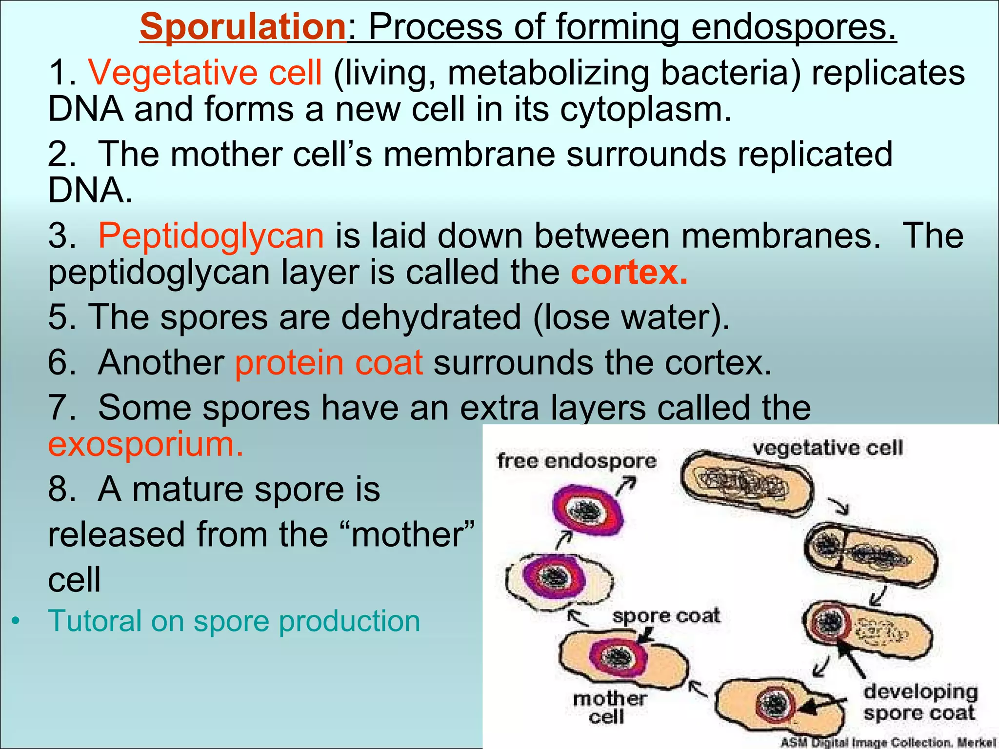 Sporulation : Process of forming endospores. 1.  Vegetative cell  (living, metabolizing bacteria) replicates DNA and forms a new cell in its cytoplasm. 2.  The mother cell’s membrane surrounds replicated DNA. 3.  Peptidoglycan  is laid down between membranes.  The peptidoglycan layer is called the  cortex. 5. The spores are dehydrated (lose water). 6.  Another  protein coat  surrounds the cortex.  7.  Some spores have an extra layers called the  exosporium. 8.  A mature spore is released from the “mother” cell Tutoral on spore production 