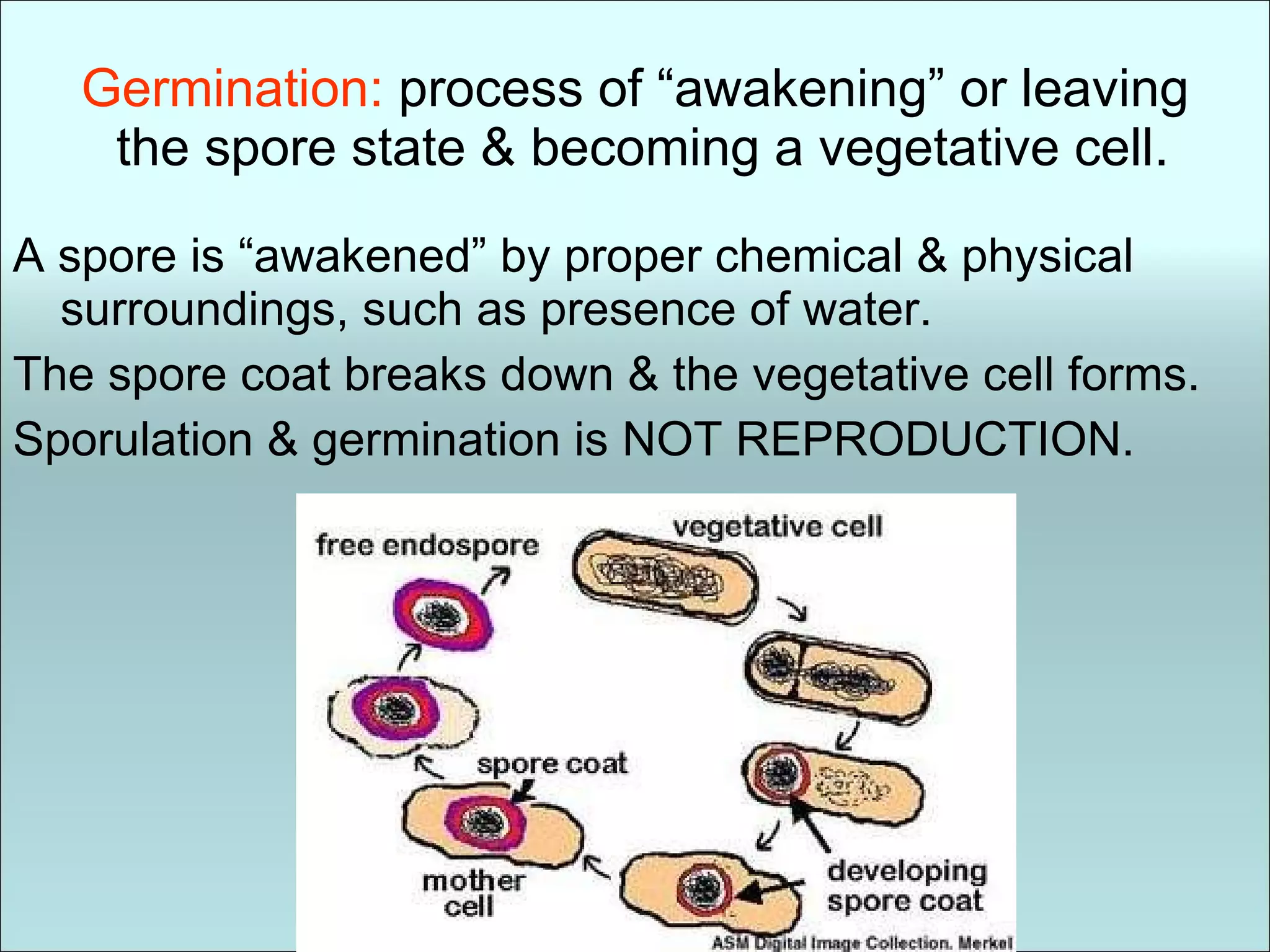 Germination:  process of “awakening” or leaving  the spore state & becoming a vegetative cell. A spore is “awakened” by proper chemical & physical surroundings, such as presence of water. The spore coat breaks down & the vegetative cell forms. Sporulation & germination is NOT REPRODUCTION. 