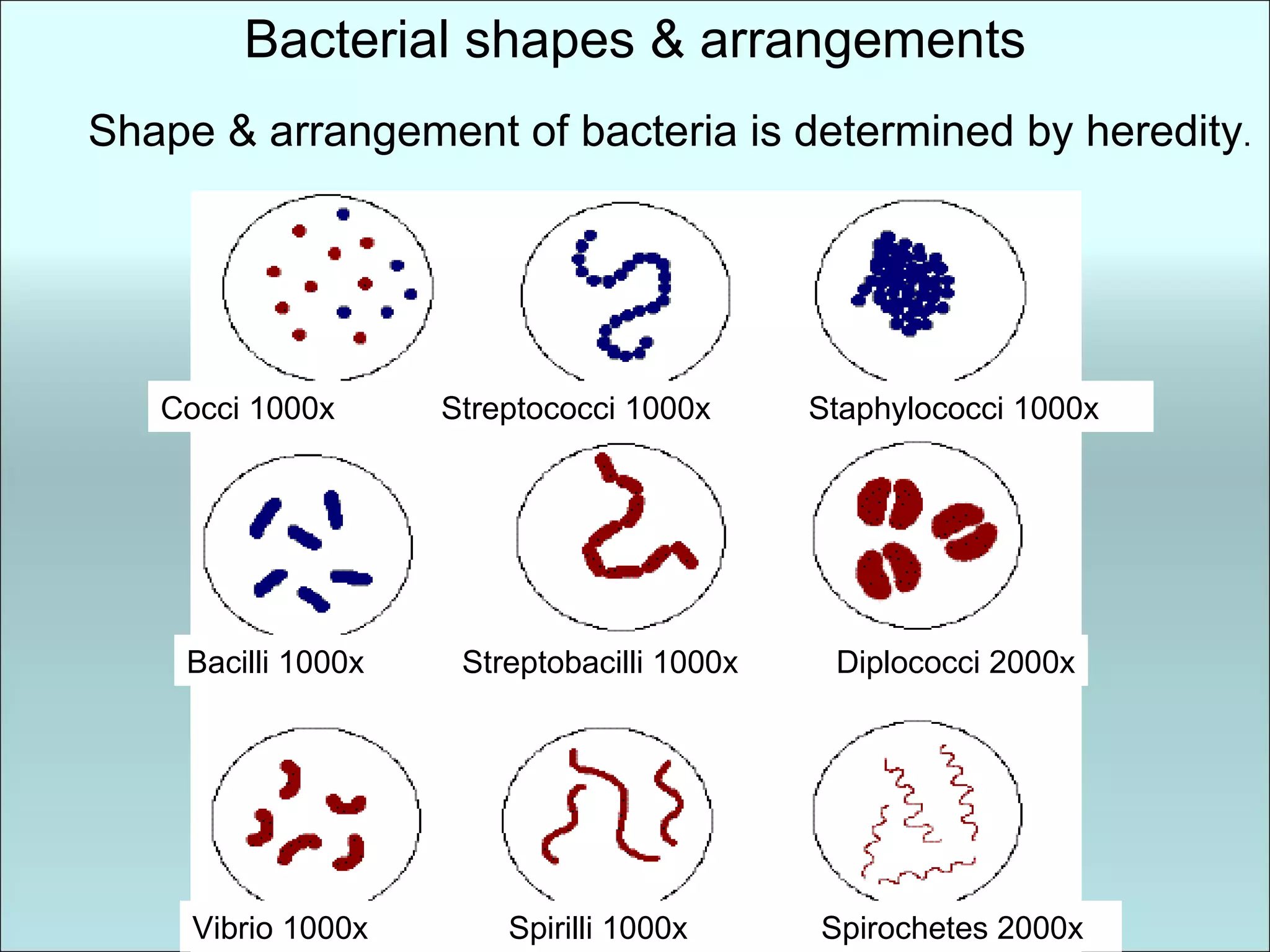 Bacterial shapes & arrangements Cocci 1000x   Streptococci 1000x  Staphylococci 1000x Bacilli 1000x  Streptobacilli 1000x  Diplococci 2000x Vibrio 1000x    Spirilli 1000x  Spirochetes 2000x Shape & arrangement of bacteria is determined by heredity . 