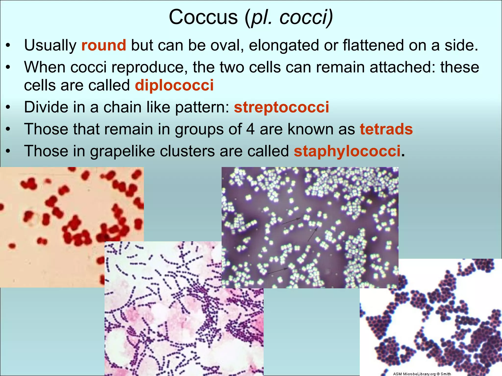 Coccus ( pl. cocci) Usually  round   but can be oval, elongated or flattened on a side.  When cocci reproduce, the two cells can remain attached: these cells are called  diplococci Divide in a chain like pattern:  streptococci Those that remain in groups of 4 are known as  tetrads Those in grapelike clusters are called  staphylococci . 