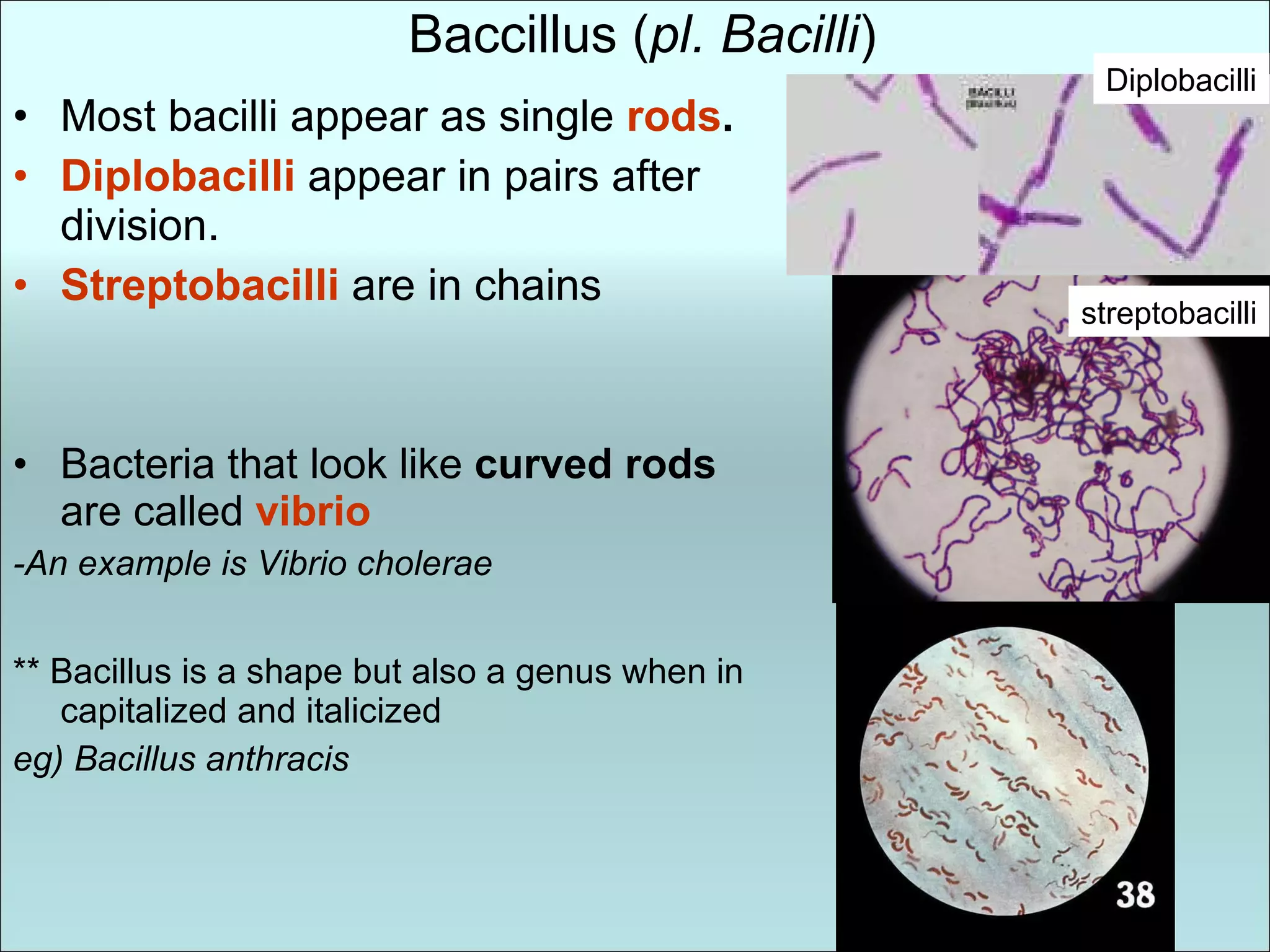 Baccillus ( pl. Bacilli ) Most bacilli appear as single  rods . Diplobacilli  appear in pairs after division.  Streptobacilli   are in chains Bacteria that look like  curved rods  are called  vibrio -An example is Vibrio cholerae ** Bacillus is a shape but also a genus when in capitalized and italicized   eg) Bacillus anthracis Diplobacilli streptobacilli 