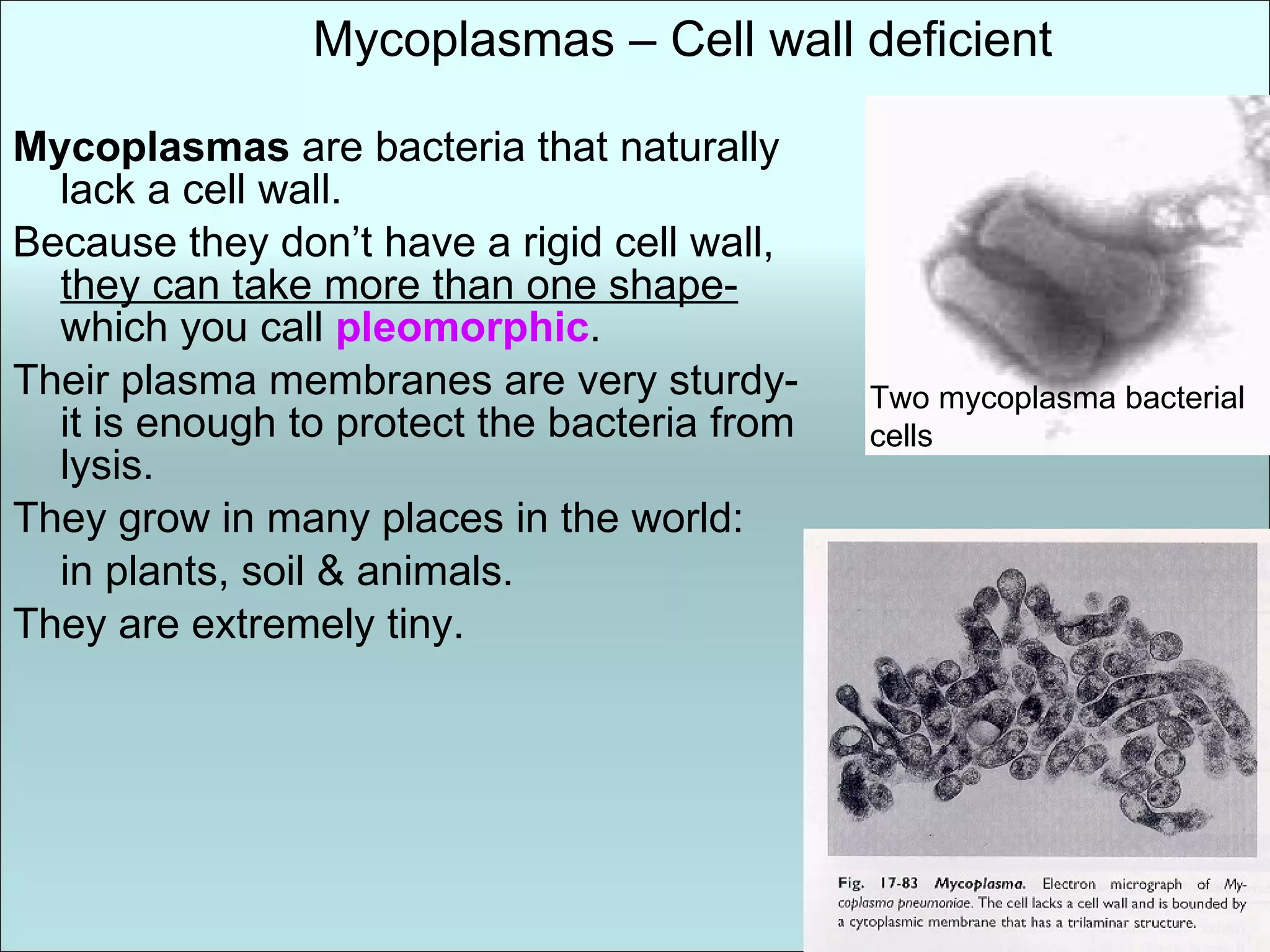 Mycoplasmas  are bacteria that naturally lack a cell wall. Because they don’t have a rigid cell wall,  they can take more than one shape-  which you call  pleomorphic . Their plasma membranes are very sturdy- it is enough to protect the bacteria from lysis. They grow in many places in the world: in plants, soil & animals.  They are extremely tiny. Mycoplasmas – Cell wall deficient Two mycoplasma bacterial cells 