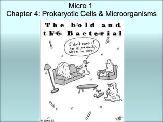 Micro 1  Chapter 4: Prokaryotic Cells & Microorganisms 