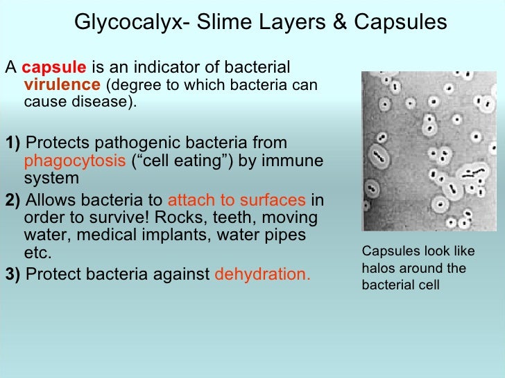 Chapter 4 prokaryotic profiles micro 1