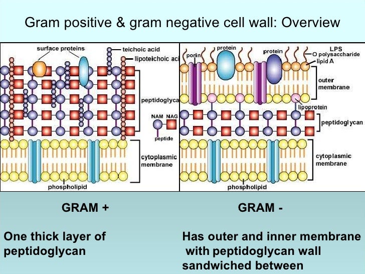 Chapter 4 prokaryotic profiles micro 1