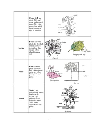 24
Corms 球茎 are
short, thick and
round underground
stems. New plant
grows from a bud,
using the stored
food in the stem.
Leaves
Leaves of some
plants develop buds
and adventitious
roots along their
margin when
placed in damp
soil.
Roots
Roots of some
plants can store
food. When parent
plants die, roots
grow into new
pants.
Shoots
Suckers are
underground shoots
bearing scale
leaves. They
produce shoots
from their roots.
There shoots
develop into new
plants.
Yam
Byrophyllum leaf
Begonia
Sweet potato
Carrot
Banana
 