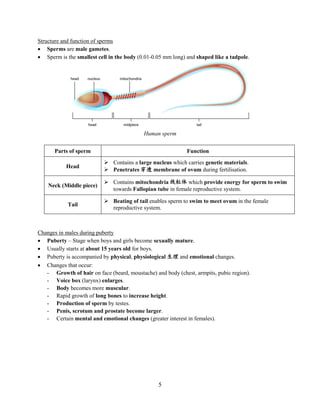 5
Structure and function of sperms
 Sperms are male gametes.
 Sperm is the smallest cell in the body (0.01-0.05 mm long) and shaped like a tadpole.
Parts of sperm Function
Head
 Contains a large nucleus which carries genetic materials.
 Penetrates 穿透 membrane of ovum during fertilisation.
Neck (Middle piece)
 Contains mitochondria 线粒体 which provide energy for sperm to swim
towards Fallopian tube in female reproductive system.
Tail
 Beating of tail enables sperm to swim to meet ovum in the female
reproductive system.
Changes in males during puberty
 Puberty – Stage when boys and girls become sexually mature.
 Usually starts at about 15 years old for boys.
 Puberty is accompanied by physical, physiological 生理 and emotional changes.
 Changes that occur:
- Growth of hair on face (beard, moustache) and body (chest, armpits, pubic region).
- Voice box (larynx) enlarges.
- Body becomes more muscular.
- Rapid growth of long bones to increase height.
- Production of sperm by testes.
- Penis, scrotum and prostate become larger.
- Certain mental and emotional changes (greater interest in females).
Human sperm
 
