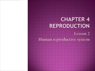 Lesson 2
Human reproductive system
 