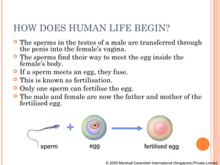 HOW DOES HUMAN LIFE BEGIN?
   The sperms in the testes of a male are transferred through
    the penis into the female’s vagina.
   The sperms find their way to meet the egg inside the
    female’s body.
   If a sperm meets an egg, they fuse.
   This is known as fertilisation.
   Only one sperm can fertilise the egg.
   The male and female are now the father and mother of the
    fertilised egg.


                  +
          sperm           egg                          fertilised egg

                                © 2009 Marshall Cavendish International (Singapore) Private Limited
 