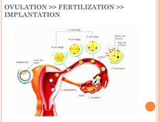 OVULATION >> FERTILIZATION >>
IMPLANTATION
 