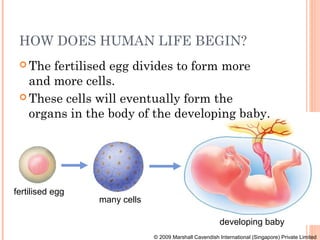 HOW DOES HUMAN LIFE BEGIN?
  The fertilised egg divides to form more
   and more cells.
  These cells will eventually form the
   organs in the body of the developing baby.




fertilised egg
                 many cells

                                                         developing baby
                              © 2009 Marshall Cavendish International (Singapore) Private Limited
 