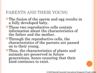 PARENTS AND THEIR YOUNG
 The  fusion of the sperm and egg results in
  a fully developed baby.
 These two reproductive cells contain
  information about the characteristics of
  the father and the mother.
 Through the reproductive cells, the
  characteristics of the parents are passed
  on to their young.
 Thus, the characteristics of plants and
  animals are preserved in future
  generations, hence ensuring that their
  kind continues to exist.

                        © 2009 Marshall Cavendish International (Singapore) Private Limited
 