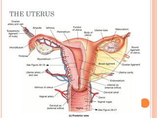 THE UTERUS
 