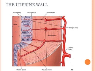 THE UTERINE WALL
 