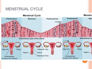 MENSTRUAL CYCLE
 