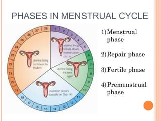 PHASES IN MENSTRUAL CYCLE
                1)Menstrual
                  phase

                2)Repair phase

                3)Fertile phase

                4)Premenstrual
                  phase
 
