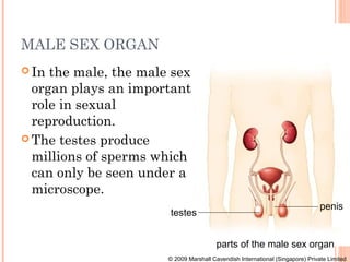 MALE SEX ORGAN
 In the male, the male sex
  organ plays an important
  role in sexual
  reproduction.
 The testes produce
  millions of sperms which
  can only be seen under a
  microscope.
                                                                                penis
                       testes


                                         parts of the male sex organ
                       © 2009 Marshall Cavendish International (Singapore) Private Limited
 