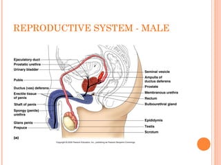 REPRODUCTIVE SYSTEM - MALE
 