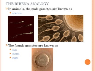 THE RIBENA ANALOGY
 In   animals, the male gametes are known as
   sperms




 The   female gametes are known as
   ova
   ovum
   eggs
 