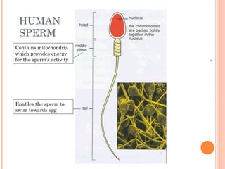 HUMAN
 SPERM
Contains mitochondria
which provides energy
for the sperm’s activity




                           8
Enables the sperm to
swim towards egg
 