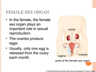 FEMALE SEX ORGAN
• In the female, the female
  sex organ plays an
  important role in sexual                            womb
  reproduction.
• The ovaries produce
  eggs.
• Usually, only one egg is
  released from the ovary                                           ovaries
                                       vagina
  each month.
                                    parts of the female sex organ


                        © 2009 Marshall Cavendish International (Singapore) Private Limited
 