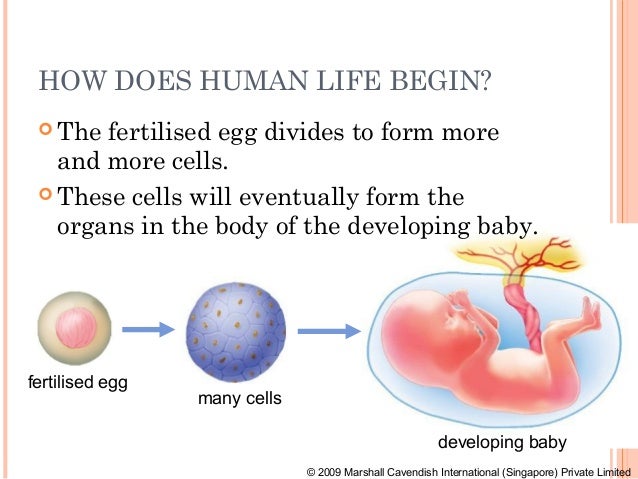 form 3 science chapter 4 reproductive system and fertilisation how does a baby form