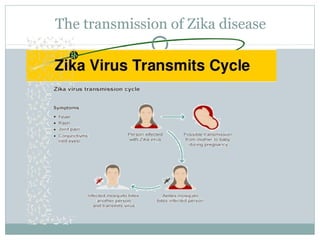 The transmission of Zika disease
 