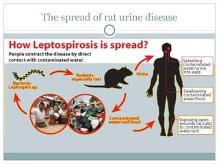 The spread of rat urine disease
 
