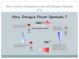 How Aedes mosquitoes spread dengue disease
 