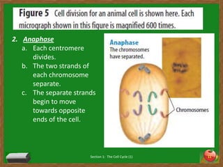 Section 1:  The Cell Cycle (1)11AnaphaseEach centromere divides. The two strands of each chromosome separate. The separate strands begin to move towards opposite ends of the cell.  