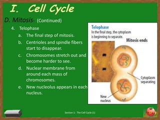 I.  Cell CycleMitosis-  (Continued)TelophaseThe final step of mitosis. Centrioles and spindle fibers start to disappear. Chromosomes stretch out and become harder to see. Nuclear membrane from around each mass of chromosomes. New nucleolus appears in each nucleus. Section 1:  The Cell Cycle (1)12