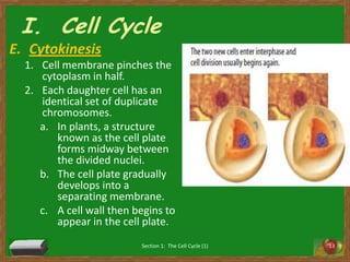 I.  Cell CycleCytokinesisCell membrane pinches the cytoplasm in half. Each daughter cell has an identical set of duplicate chromosomes. In plants, a structure known as the cell plate forms midway between the divided nuclei. The cell plate gradually develops into a separating membrane. A cell wall then begins to appear in the cell plate. Section 1:  The Cell Cycle (1)13