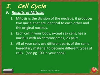 I.  Cell CycleResults of MitosisMitosis is the division of the nucleus, it produces two nuclei that are identical to each other and the original nucleus. Each cell in your body, except sex cells, has a nucleus with 46 chromosomes, 23 pairs. All of your cells use different parts of the same hereditary material to become different types of cells.  (see pg 100 in your book)Section 1:  The Cell Cycle (1)14