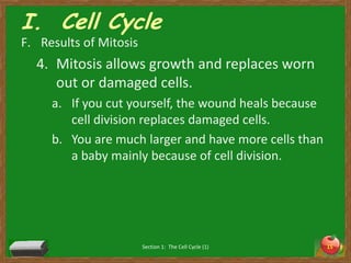 I.  Cell CycleResults of MitosisMitosis allows growth and replaces worn out or damaged cells. If you cut yourself, the wound heals because cell division replaces damaged cells. You are much larger and have more cells than a baby mainly because of cell division. Section 1:  The Cell Cycle (1)15