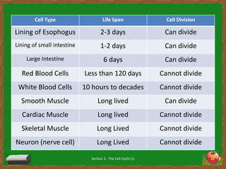 Section 1:  The Cell Cycle (1)16