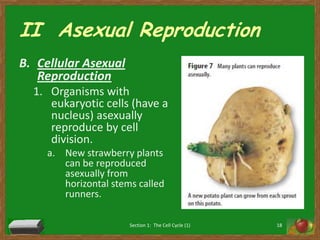 II  Asexual ReproductionCellular Asexual ReproductionOrganisms with eukaryotic cells (have a nucleus) asexually reproduce by cell division. New strawberry plants can be reproduced asexually from horizontal stems called runners. Section 1:  The Cell Cycle (1)18